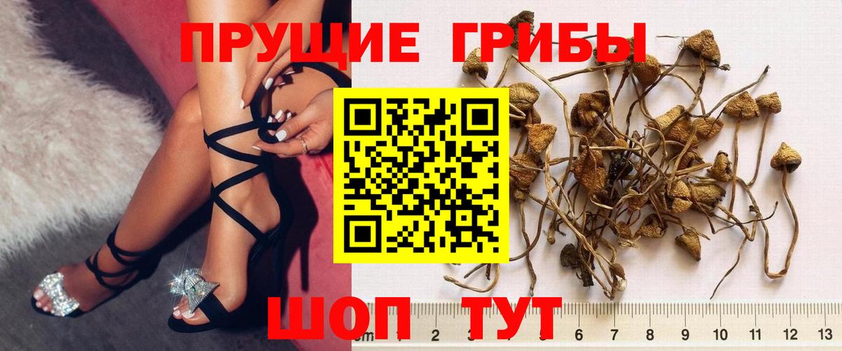 Коломна  Псилоцибиновые грибы Psilocybine cubensis  Вход с VPN 